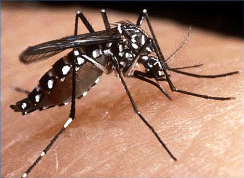 Santa Terezinha e mais onze  municípios da região de Patos apresentam alto índice de infestação pelo Aedes