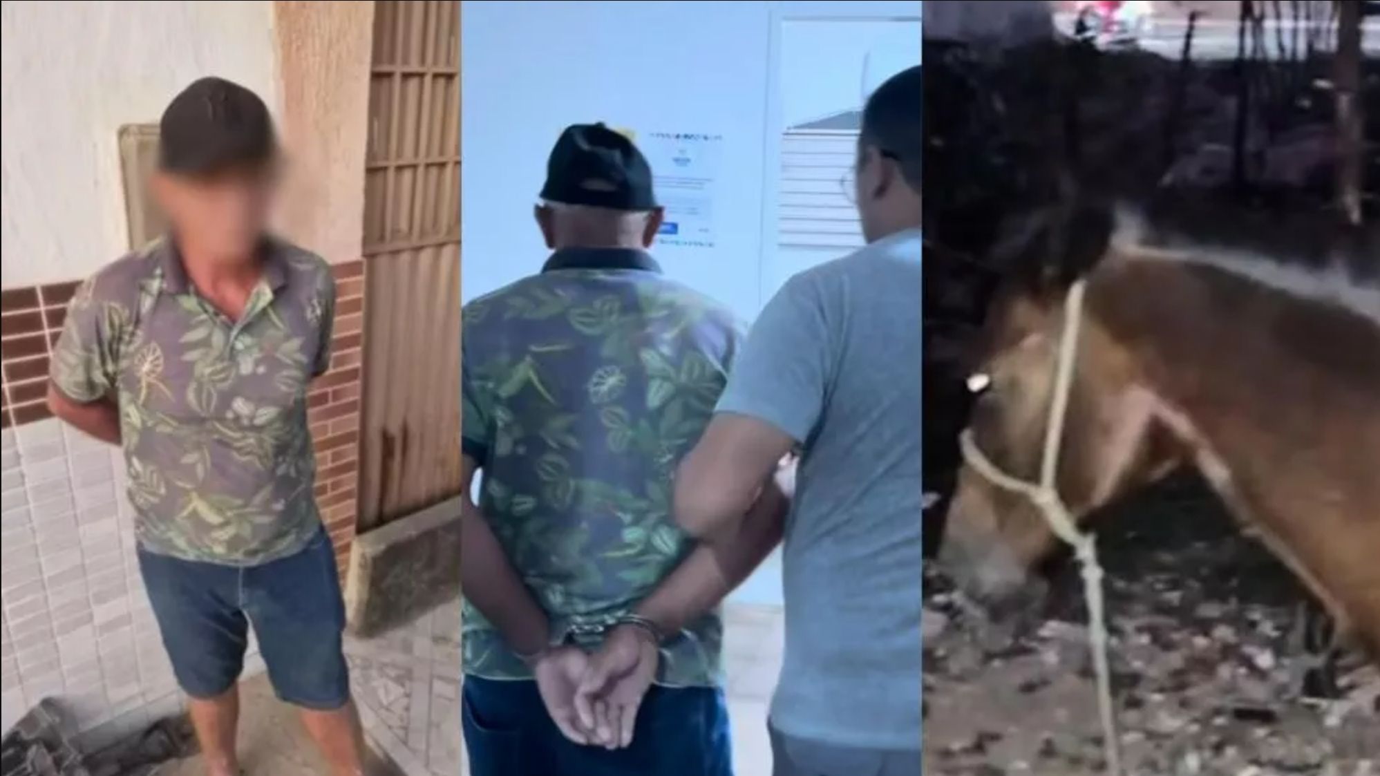 Moradores denunciam que idoso estaria praticando ato sexual com égua no bairro Santa Clara, em Patos; Ele foi preso em flagrante