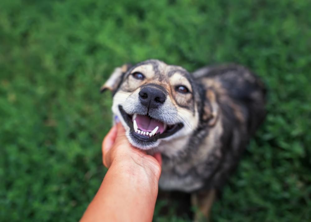 Pedido para sepultar cachorro em cemitério de Patos causa polêmica 