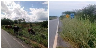 ATENÇÃO: Animais na pista da BR-361 preocupam moradores de Santa Terezinha neste sábado (8)