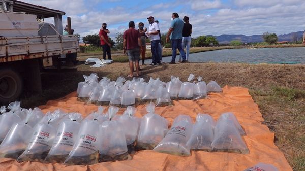 Paraíba distribui alevinos para vários municípios da região de Patos; autoridades destacam importância do programa; veja vídeo