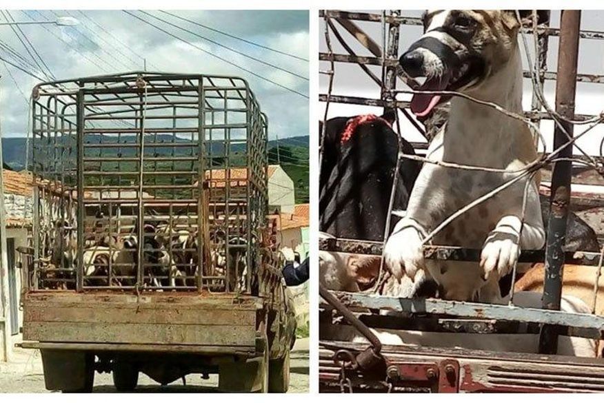 Laudo pericial confirma morte violenta de cães em Igaracy