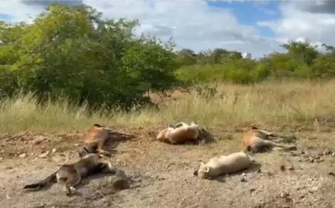 Onze cães aparecem mortos às margens da BR-427, em Pombal, e suspeita é de envenenamento; veja vídeo 