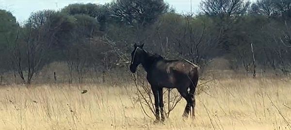 Cidadão grava vídeo em que cavalo é visto amarrado no sol e sem água em Patos; Vídeo