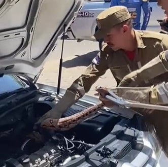 Em Pernambuco, cobra é resgatada por bombeiros após ser encontrada dentro do motor de um veículo; veja vídeo