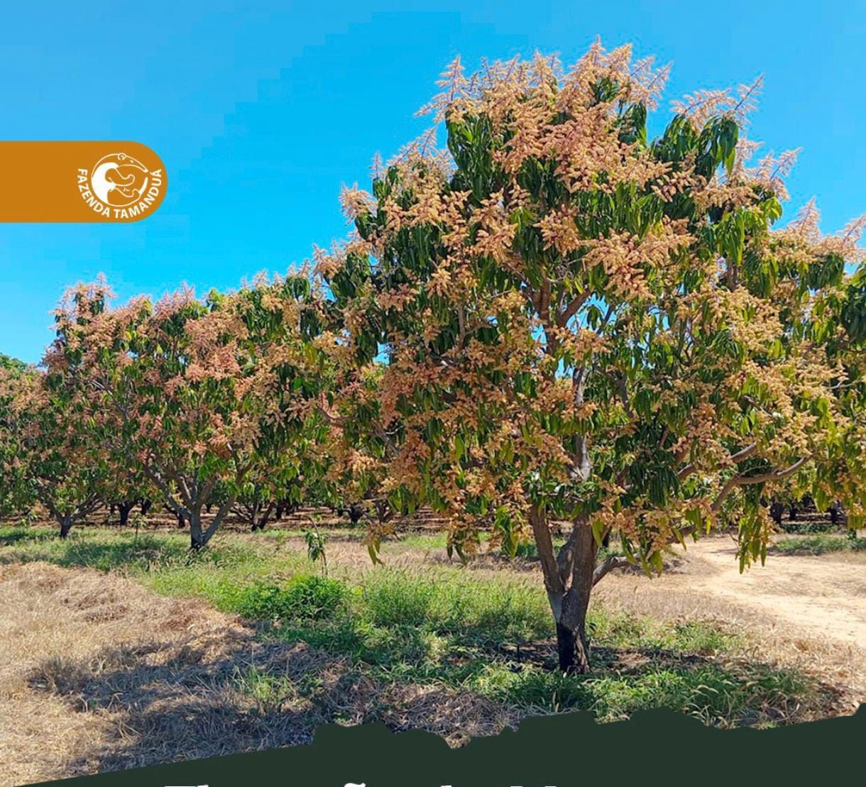 Colheita 2025: Fazenda Tamanduá abre seleção com 50 vagas em Santa Terezinha