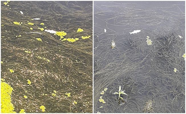 Vídeos mostram peixes mortos no Açude Jatobá, em Patos; Veja