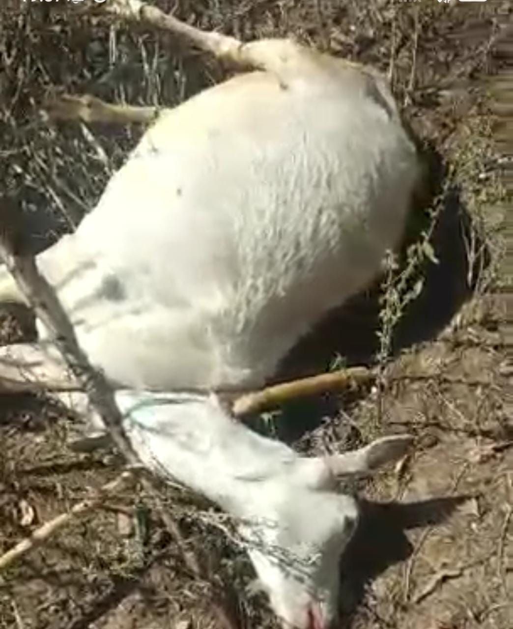 Morador do sítio Antas, em Santa Terezinha, denuncia vizinho por matar cabra por pura maldade; veja 