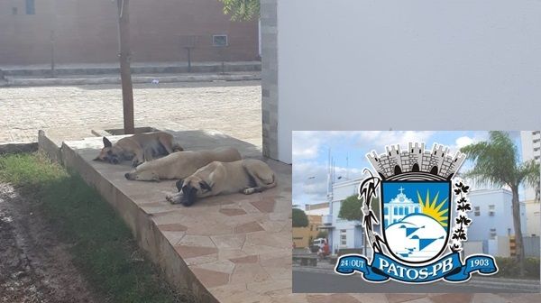 Prefeitura de Patos afirma que solução para animais abandonados é a criação do Centro de Zoonoses