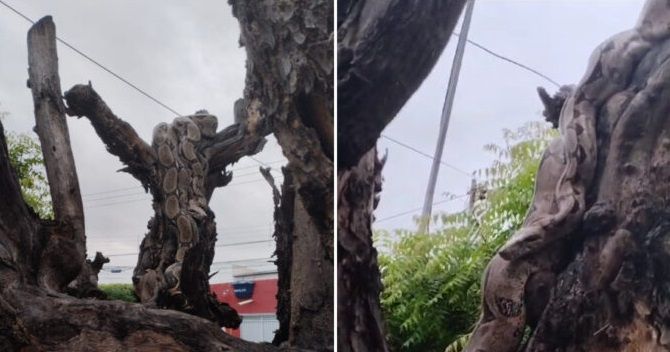 Jiboia de quase 3 metros surpreende moradores ao aparecer em árvore em Patos