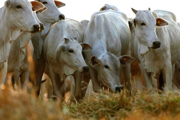 Homens furtam 20 cabeças de gado em Paulista e proprietário estima prejuízo de R$ 50 mil