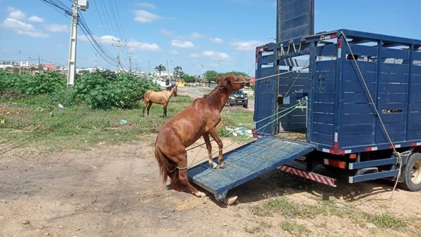 3ª delegacia da PRF com sede em Patos afirma que já foram recolhidos quase 1600 animais nas BRs da região em 2022