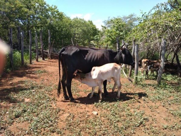 Polícia Civil recupera animais furtados avaliados em R$ 20 mil furtados