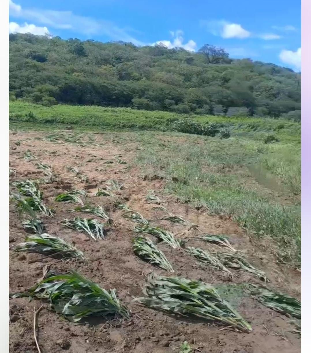 Assentamento Nego Fuba, no município de Santa Terezinha, tem registro de quase 140 mm de chuvas na última quarta (13)