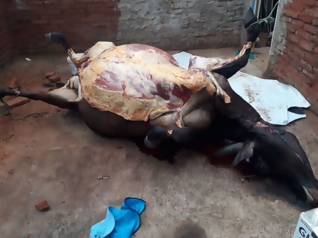 11 pessoas são presas após matarem vaca e realizar abate irregular de animal em casebre na cidade de Patos