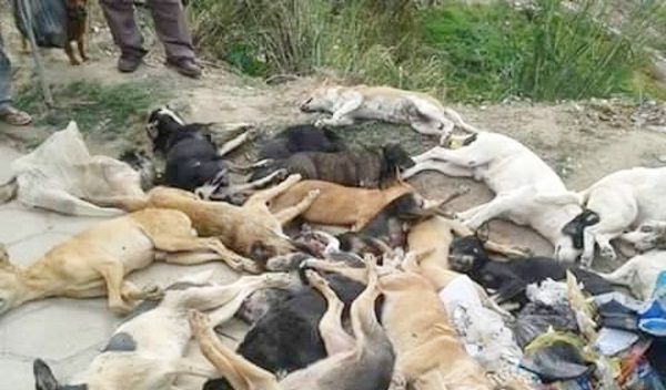 Matança de cães volta a acontecer no Vale do Piancó e revolta população