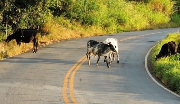 Acidentes com animais entre Patos e o Vale do Piancó preocupa PRF, que sugere parceria com prefeituras