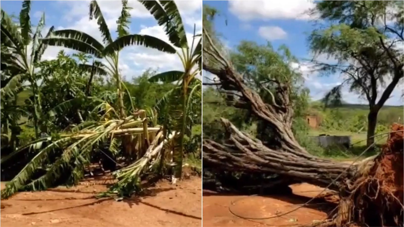 Chuva causa estragos na zona rural de Santa Terezinha-PB, derruba árvores e deixa comunidade sem energia elétrica; veja vídeo