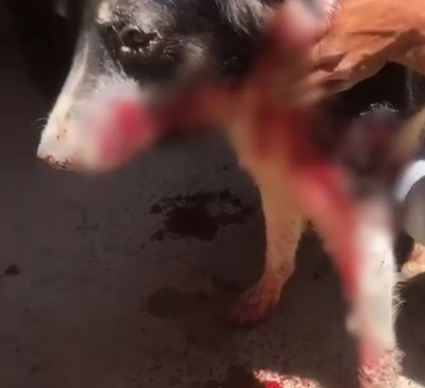 Homem é preso acusado de esfaquear cachorro do vizinho por causa de latido, no Sertão