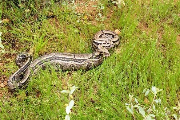 Polícia Ambiental parabeniza ação de agricultor na captura de cobra jiboia que engoliu cabrito no Município de Patos