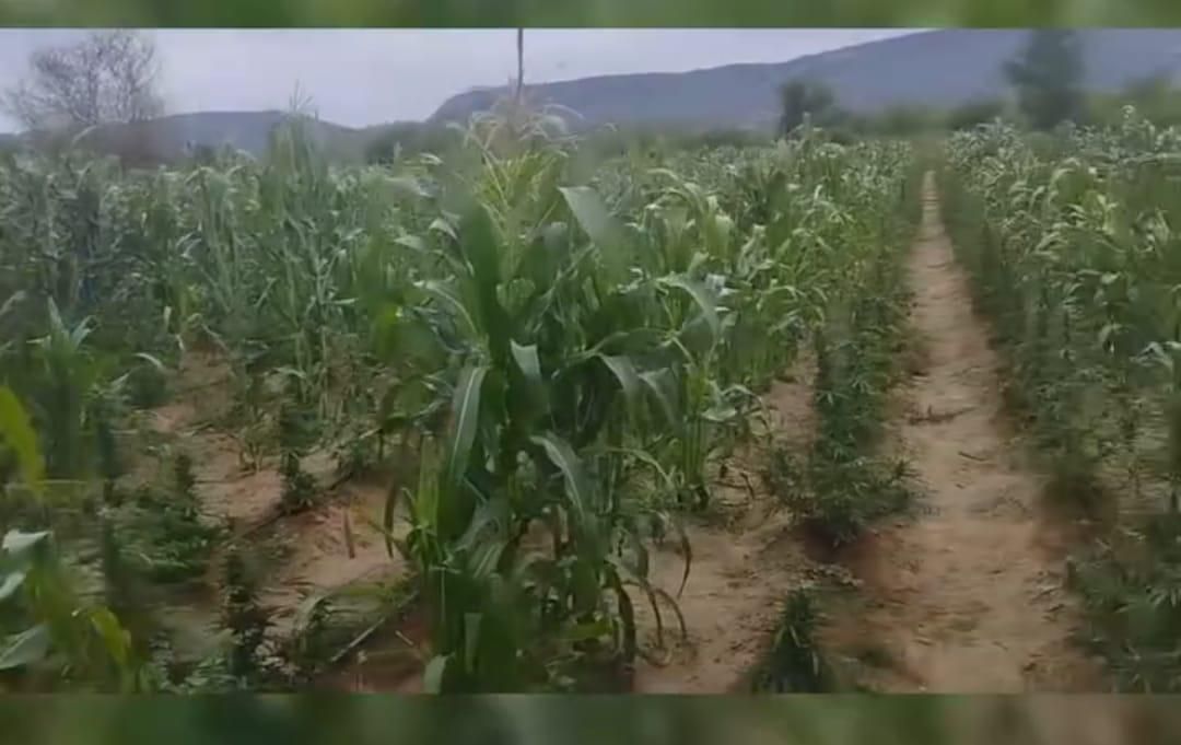 Mais de 200 mil pés de maconha são destruídos no Sertão da Paraíba; suspeitos fugiram antes da ação policial