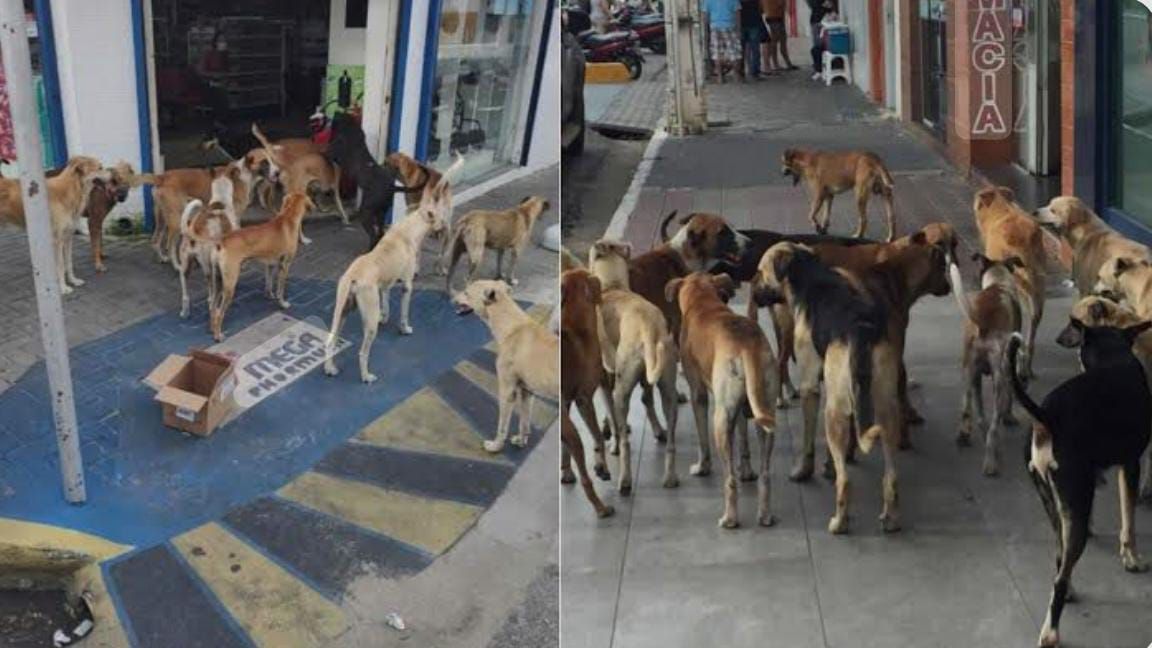 Após ataque de cães em Patos, mãe e filha sofrem acidente de moto: \\\'Pedimos providências ao gestor\\\', veja