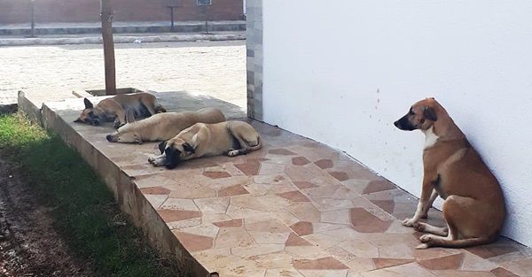 Morador denuncia descaso com cães abandonados pelas ruas de Patos; animais se multiplicam e causam transtornos à população