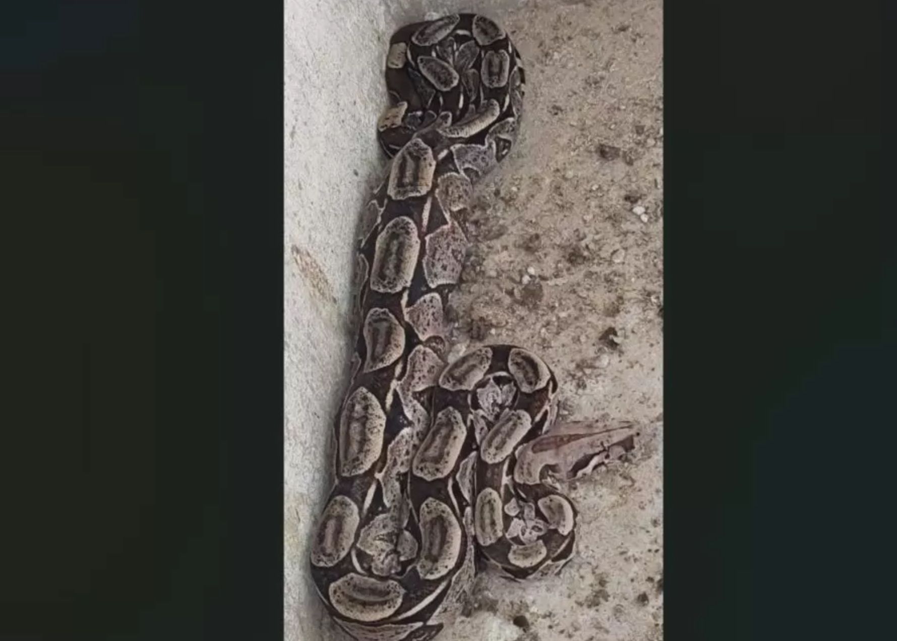 Mulher tem susto ao perceber cobra que comeu várias de suas galinhas em Mãe D\\\'água; Veja