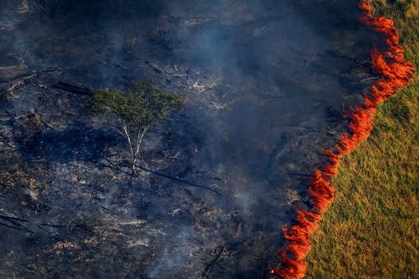 UMA POR DIA... A Amazônia está queimando dentro da gente