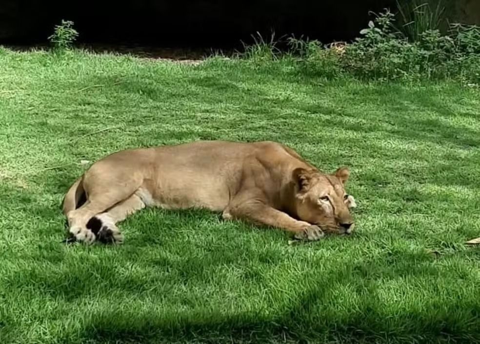 Instituto aciona Justiça para retirar Leona da Bica; secretário garante que animal está seguro e não deixará a Paraíba: “Politicagem para pedir PIX”