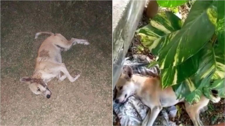 Morte cruel de animais em Santa Terezinha/PB gera clamor por justiça e proteção animal