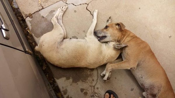 Maldade pura: cachorros estão sendo envenenados em Santa Terezinha-PB 